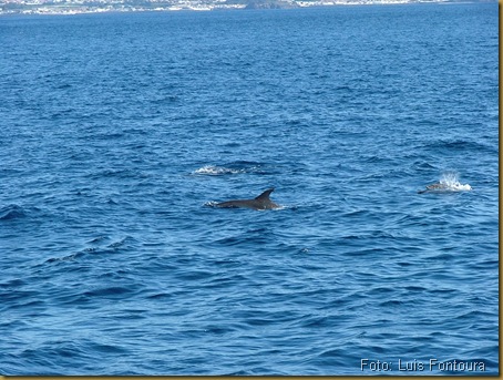 foto 3 - Açores - golfinhos