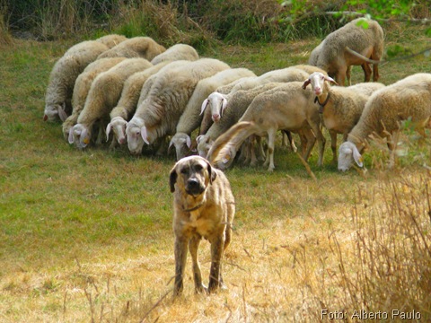 Um bom cão de guarda é a melhor defesa do pastor