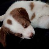Toby