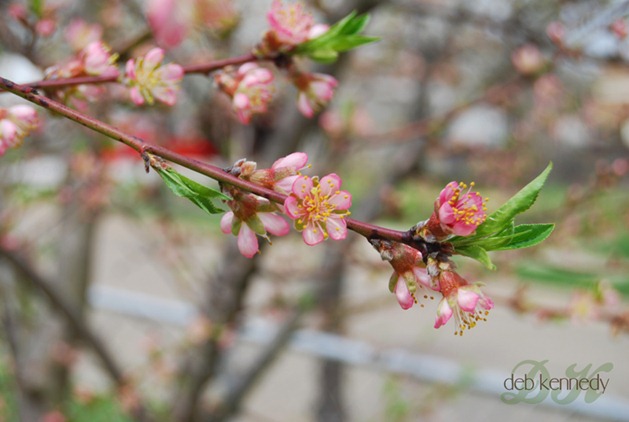 spring-web