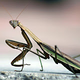 Insects