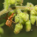 Lynx Spider