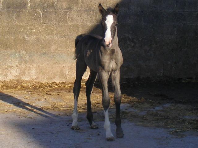 Newydd Saskia Newydd Saskia