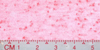 NEP-0121U-Bleached-by-Buyer