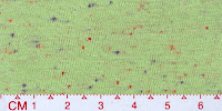 NEP-0100K + color_KK1074
