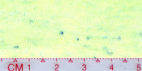 COOL-0002 (Bleached by buyer)