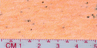 COOL-0034 (Bleached by buyer)