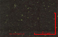 NEP-0124U<br />
(Black-Green Luminous1x1)