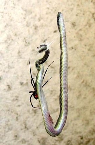 [red back spider capture snake[3].jpg]