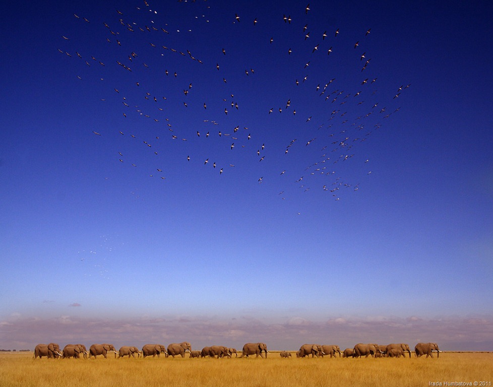 [Elephants of Amboseli, Kenya[10].jpg]
