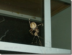 kitchen spider 2