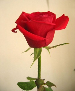 trattamento alle rose trattamento alle rose