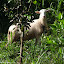 Mouton métro