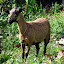 Mouton métis