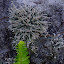 Lichen et fougère
