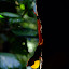 Lézard dans la lumière