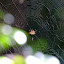 Web