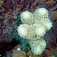 Corail (Porite ? Madrace ?)
