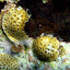 Algues noires attaquant du Corail (Starlette ?)