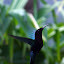 Colibri Madère