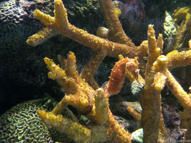 [Aug24_SeaHorse3[3].jpg]