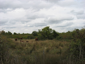 Hier ook koeien in de natuurgebieden.