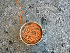31251_1442447934358_1027886364_1290376_5329234_n.jpg