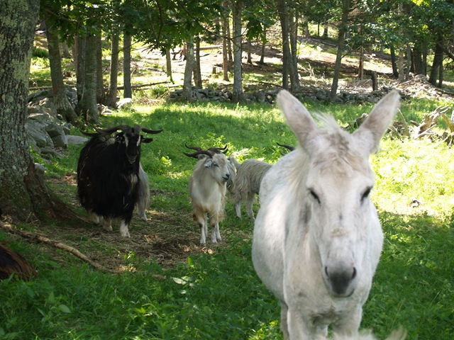 [MaineAugust20091673.jpg]
