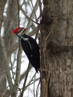 [Feb. 2011 piliated woodpecker 037[3].jpg]