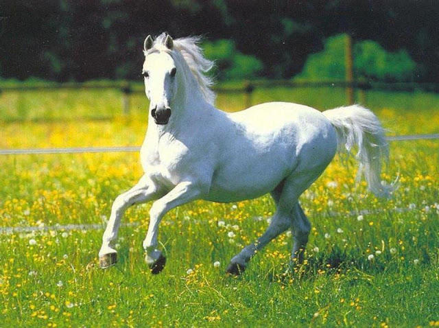 white horse