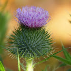 Spear Thistle