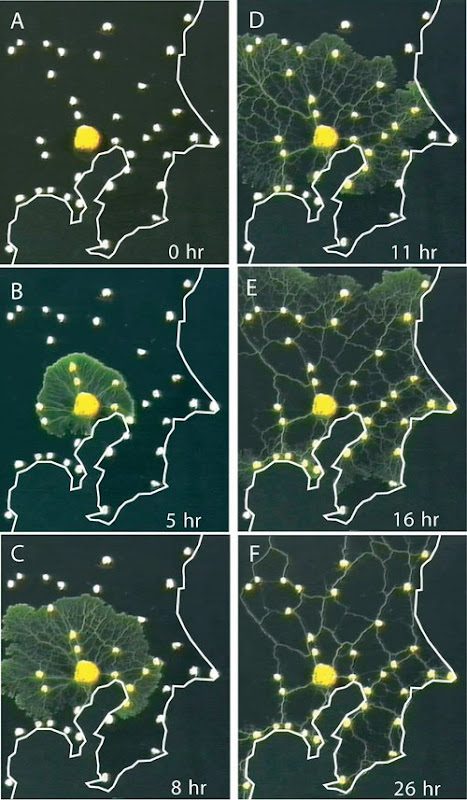 人が求める道は、バイ菌と一緒だった(slime mold network) 人が求める道は、バイ菌と一緒だった(slime mold network)