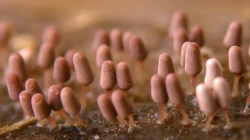菌の世界[ Slime Molds ]