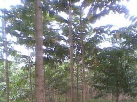 jabon