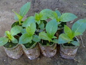 jabon