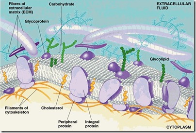  Struktur Sel