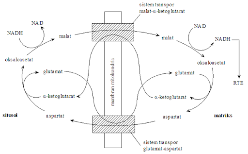 Glycerol-3-. phosphate akan glycerol 3 phosphate. Glycerol-3-. phosphate akan