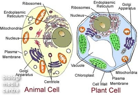 Organel-organel sel Plant-animal-cell-diagram_thumb%5B3%5D