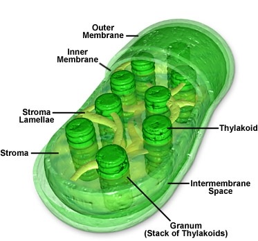 [chloroplasts[4].jpg]