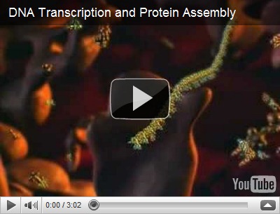  Sintesis Protein