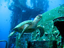 A ship wreck dive in the Red sea