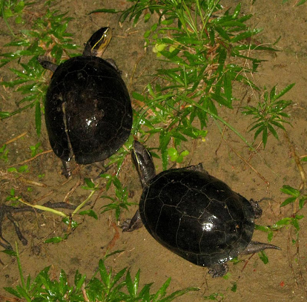 Malayan Box Turtle Project Noah