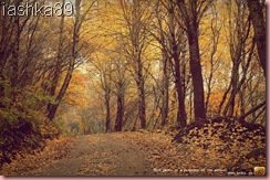 gallery_24495_34_1289766527 gallery_24495_34_1289766527