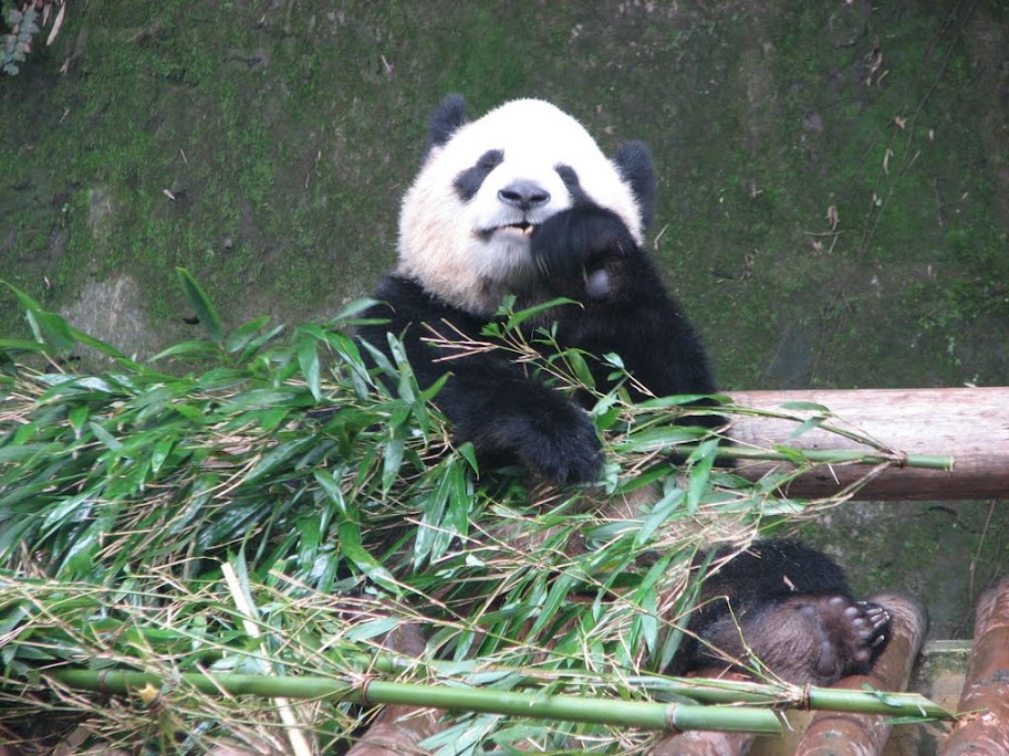 Gros panda qui mange
