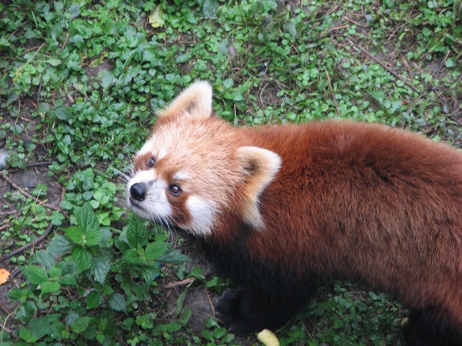 Un firefox