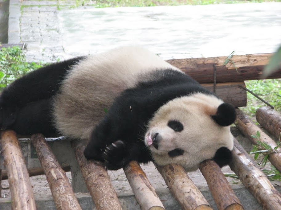 Gros panda qui pionce