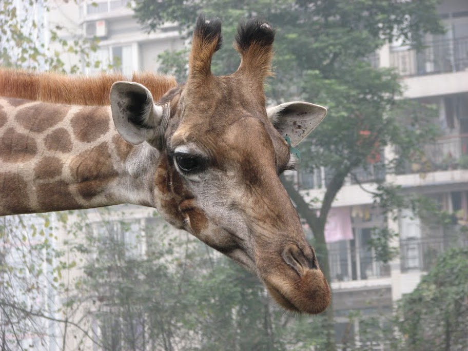 Une giraffe