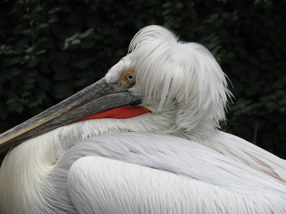 Un pelican