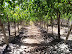 vinedos-vina-falernia-3.jpg
