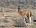 Guanaco.jpg